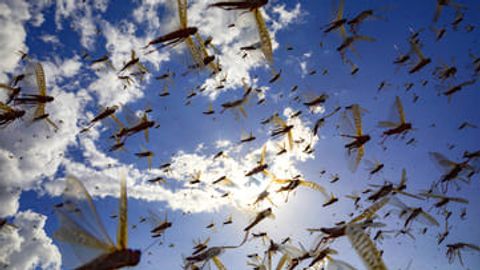 Cost of ignorance: Uzbekistan risks massive losses amid locust invasion