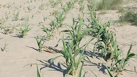 Орол денгизининг қуриган тубига янги турдаги ўсимлик экилмоқда