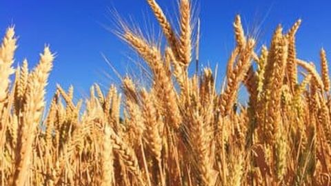 Afghanistan forecasts 13% growth in wheat production for 2024&nbsp;