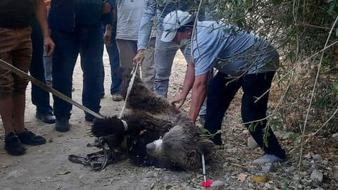 O&lsquo;zbekistonda aholi punktlariga kirib qolgan yovvoyi hayvonlarni qutqarish va jonsizlantirish tartibi ishlab chiqildi