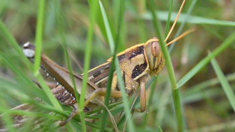 Qirg&lsquo;izistonda 54 ming gektardan ortiq ekin maydoni chigirtkalar hujumidan zarar ko&lsquo;rdi&nbsp;