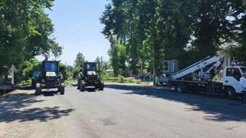 Qashqadaryoda&nbsp;yo&lsquo;l qurilishi sabab 6 ta chinor kesib tashlandi