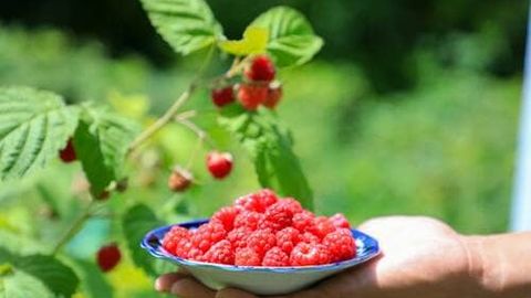 Uzbekistan sees increase in raspberry imports from Tajikistan after global market slump