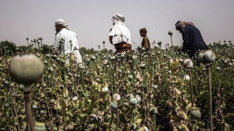 Taliban's opium ban in Afghanistan can trigger surge in overdose deaths - UN
