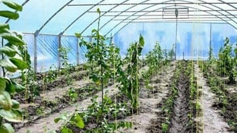 Жанубий Корея компанияси Фарғонада биоёқилғи ишлаб чиқариши кутилмоқда
