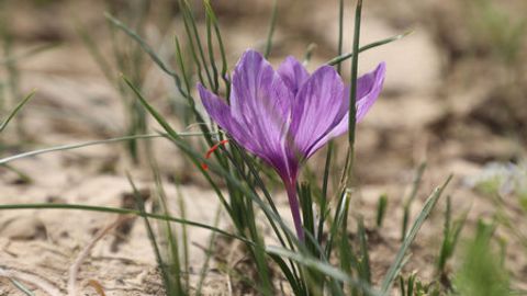 Xitoy farmatsevtika kompaniyasi O&lsquo;zbekistonda dorivor o&lsquo;simliklar yetishtirmoqchi