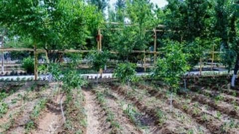 O&lsquo;zbekistonda &ldquo;Mening bog&lsquo;im&rdquo; loyihasi g&lsquo;oliblari e&rsquo;lon qilindi