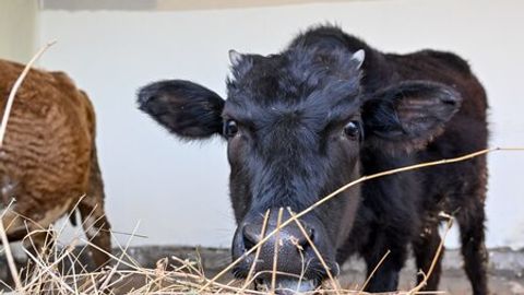 Andijonda qoramollarda uchrayotgan&nbsp;yangi kasallik turi haqida tarqalgan xabarlar yuzasidan munosabat bildirildi