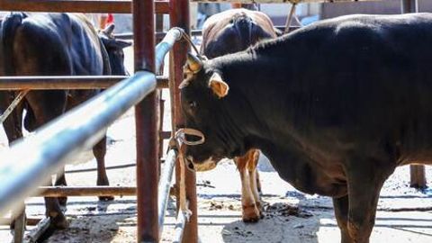 Andijonda qoramollarda toshma aniqlangani yuzasidan tekshiruv natijasi e&rsquo;lon qilindi