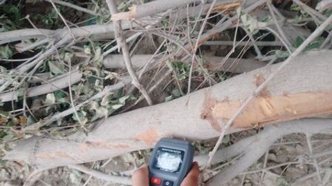 Buxoroda 1 tup daraxt kesgan fuqaro 100 tup daraxt ekadigan bo‘ldi