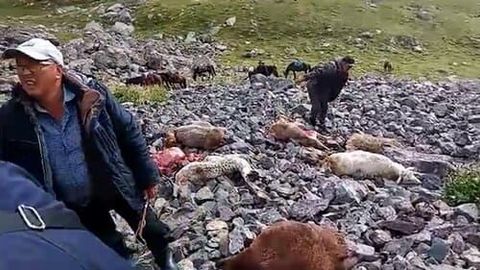 Қирғизистонда 60 бош қўйни яшин урди (видео)&nbsp;
