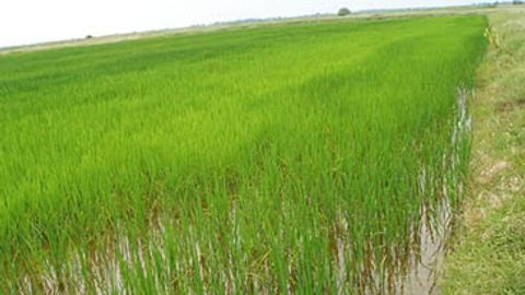 O&lsquo;zbekistonda sholi yetishtiruvchilarga imtiyozli kreditlar ajratiladi&nbsp;