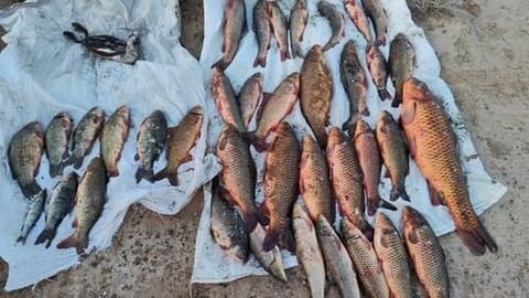 Buxoroda Qizil kitobga kiritilgan baliqlarni noqonuniy ovlaganlar jazolandi