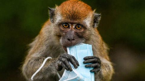 Kongoda maymunchechak sababli maymun go&lsquo;shtini iste&rsquo;mol qilish taqiqlandi