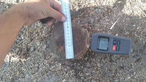 Samarqandda bir tup terak kesgan fuqaro 8,5 mln so&lsquo;m jarimaga tortildi&nbsp;