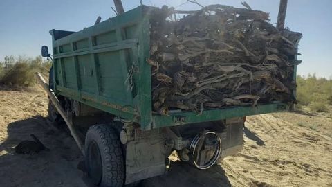 В Бухарской области нарушители выплатят 538 млн сумов за повреждение саксаулов&nbsp;