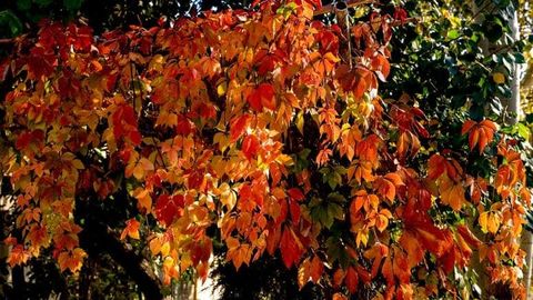 Ўзбекистонда 23 сентябрь куни қандай об-ҳаво бўлиши маълум қилинди&nbsp;