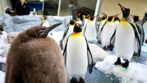 Avstraliyalik paxmoq pingvin internet yulduziga aylandi. U 9 oyligida 22 kg vaznga ega (video)