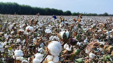 Uzbekistan's cotton pricing strategy faces scrutiny as market conditions shift&nbsp;