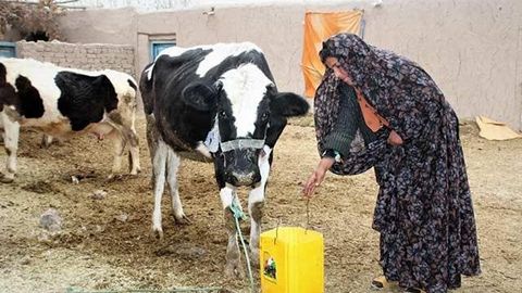 FAO takes action to curb livestock disease in Afghanistan&nbsp;