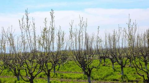 O&lsquo;zbekistonda bog&lsquo;dorchilik bo&lsquo;yicha ayrim subsidiyalar bekor qilindi&nbsp;