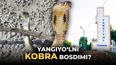 Toshkent viloyatida xonadonlarda kobra ilonlar chiqmoqda. &ldquo;Daryo&rdquo; voqea joyidan reportaj tayyorladi