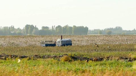 Qo&lsquo;lda terilgan paxta narxi 2500 so&lsquo;m etib belgilandi