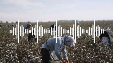 Qashqadaryoda paxta terimiga chiqmaganlarga bola puli berilmasligini aytgan mahalla raisi jarimaga tortildi