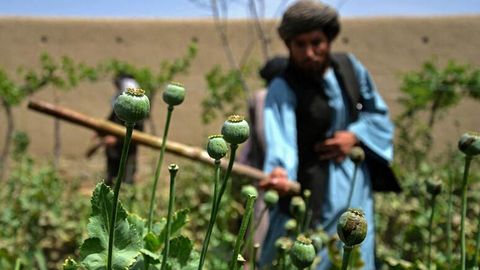 &ldquo;Tolibon&rdquo; opium o&lsquo;rniga&nbsp;fermerlarga bug&lsquo;doy va makkajo&lsquo;xori urug&lsquo;i tarqatdi