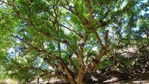 Uzbekistan's ancient trees make their mark on international Monumental Trees list&nbsp;