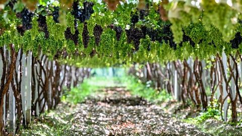 Uzbekistan's table grapes make U.S. debut as initial shipment signals strong market potential&nbsp;