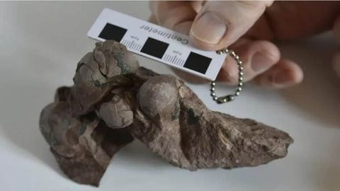 Xitoyda dunyodagi eng kichik dinozavr tuxumlari topildi&nbsp;