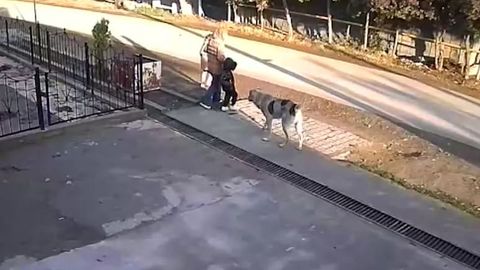 Toshkent viloyatida it tishlagan 4 yoshli bolaning ahvoli haqida ma&rsquo;lumot berildi