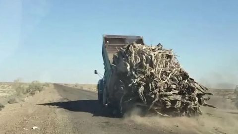 В Бухарской области за два месяца выявлено 25 случаев незаконной вырубки саксаула&nbsp;