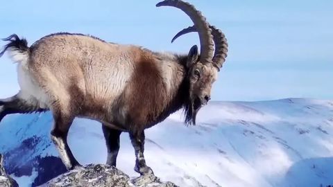 Фотоловушка запечатлела сибирского горного козла на востоке Казахстана