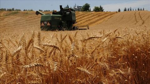 Kazakhstan's grain sector grows 40% y/y, handling over 2.2mn tons&nbsp;