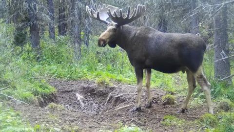Величественный лось попал в фотоловушку в Западно-Алтайском заповеднике Казахстана