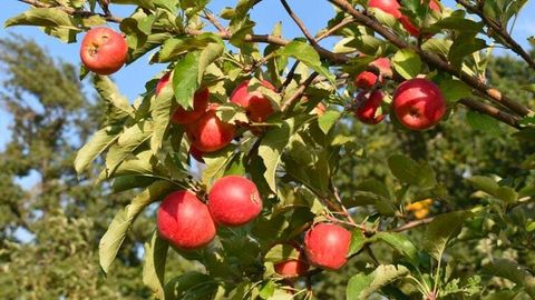 Kazakhstan launches revival program for Aport apples to boost local production and exports&nbsp;