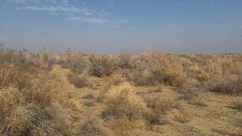 Uzbekistan cracks down on illegal desert vegetation cutting as part of Yashil Makon project&nbsp;