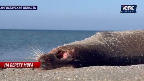 Kaspiy dengizi sohilida 1000 dan ortiq o&lsquo;lik tyulen topildi (video)