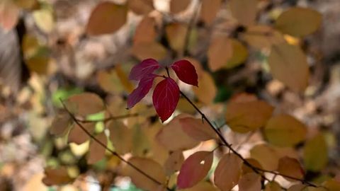 Ўзбекистонда дам олиш кунлари илиқ ҳаво бўлади
