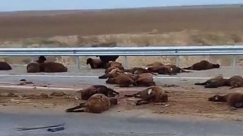 Qashqadaryoda Isuzu qo&lsquo;ylar podasini urib yubordi