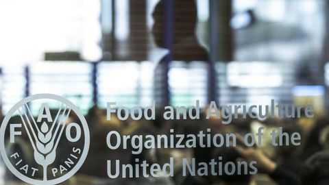 FAO plans to dedicate 42% of activities to development projects in Afghanistan in 2025&nbsp;