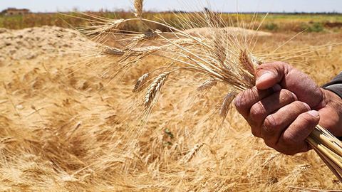 Kazakhstan delivers 7.2mn tons of grain, including 5.2mn tons of wheat, to grain enterprises&nbsp;