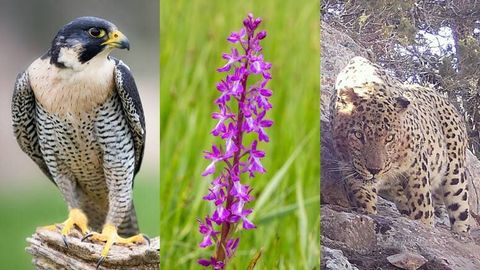 Turkmenistan becomes 185th member of CITES &nbsp;