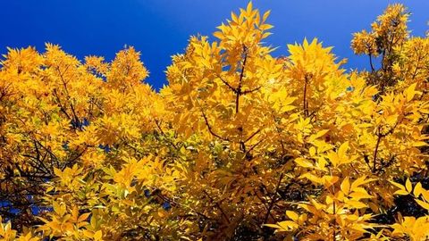 Ўзбекистонда 23 ноябрь куни ҳарорат 20 даражагача илиқ бўлади