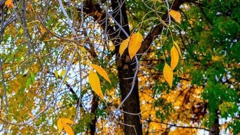 &laquo;Узгидромет&raquo; объявил прогноз погоды на неделю (25-29 ноября 2024 года)