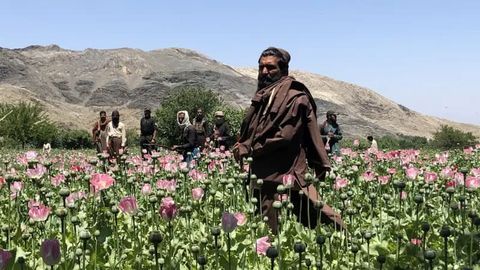 &ldquo;Tolibon&rdquo; taqiqiga qaramay Afg&lsquo;onistonda opium ishlab chiqarish yana oshdi