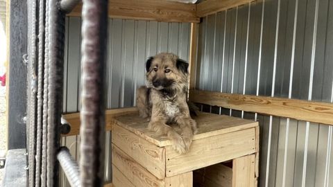 В Казахстане возведут государственный приют для собак&nbsp;