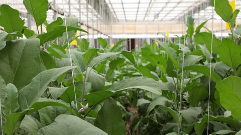 Ўзбекистонда иссиқхоналарга табиий газ етказиб беришга қисман чекловлар киритилди